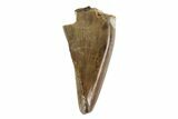 Tyrannosaur Premax Tooth - Judith River Formation, Montana #93719-1